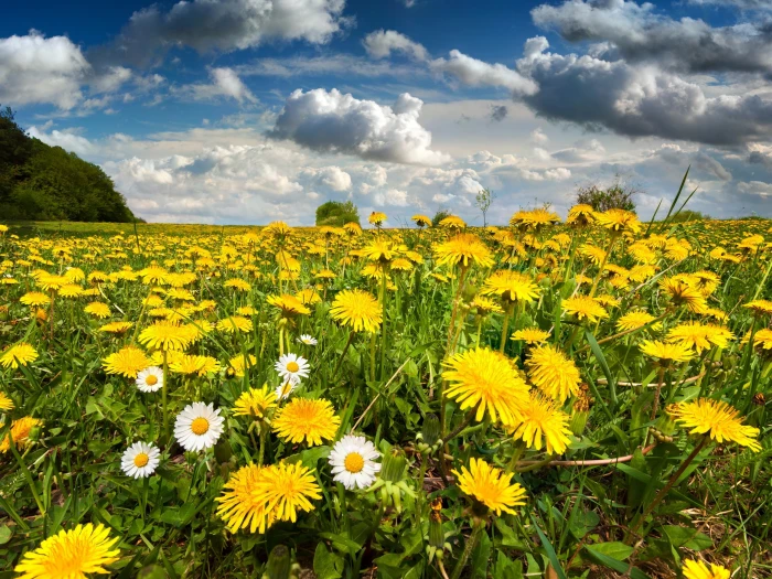 Nature scenery field flowers spring sky 2k