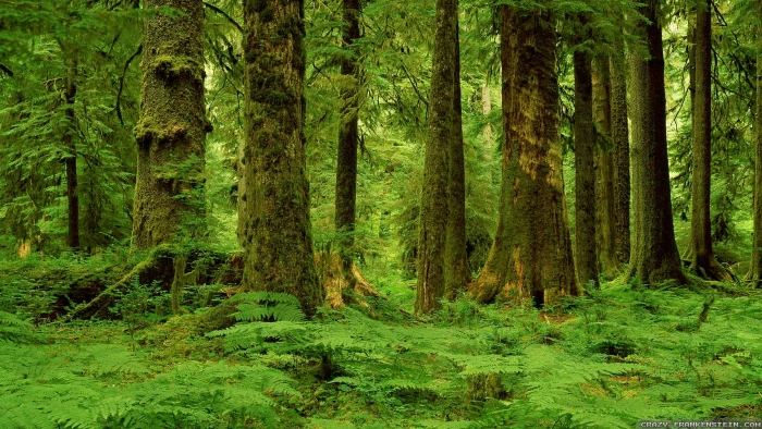 nature Forest moss tree ultra 2k