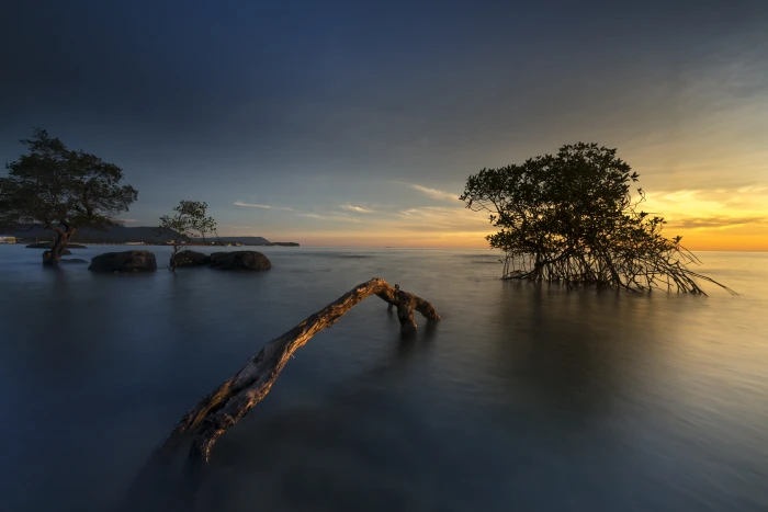ocean with trees and rocks during golden time the sun phuquoc 2k 4k 5k 8k