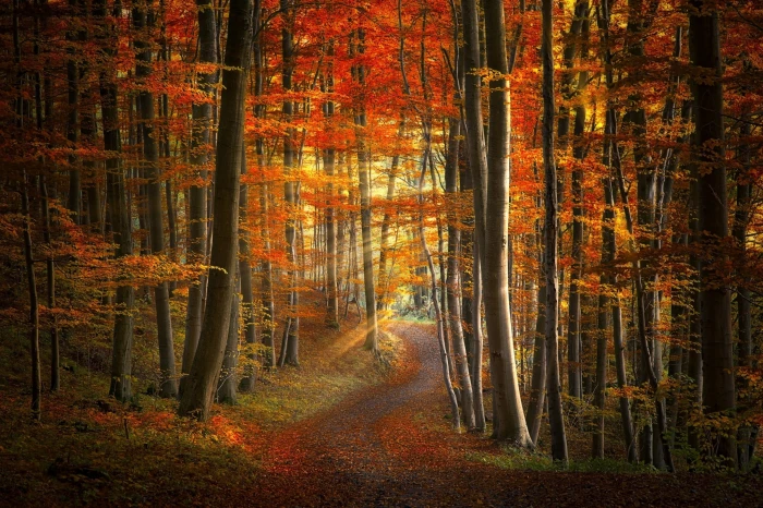 orange leafed trees path sun rays forest fall leaves grass 2k