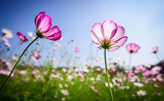 pink petaled flowers Cosmos Flora Nature plant summer 2k 4k 5k