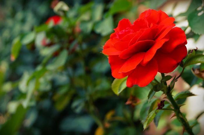 Red Rose Flowers Leaves Nature 2k 4k 5k
