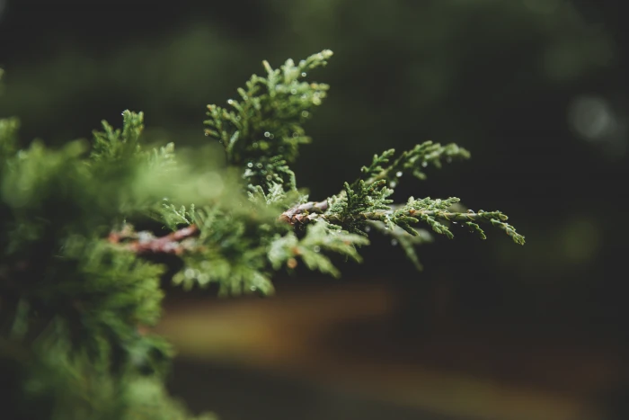 selective focus photography of green leaf plant nature plants 2k 4k 5k