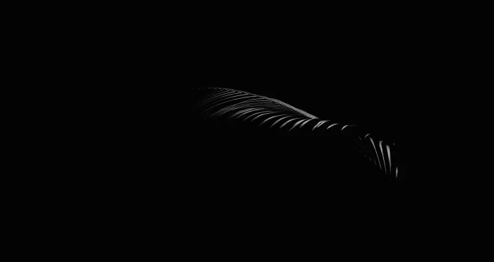 untitled minimal black dark palm plant leaf natural light 2k 4k 5k