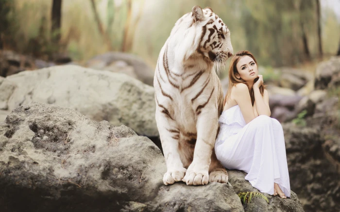 white tiger model HD Animal 2k 4k