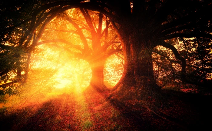 Beautiful Fall Trees Sun Rays Seasons Autumn Orange Nature 2k 4k