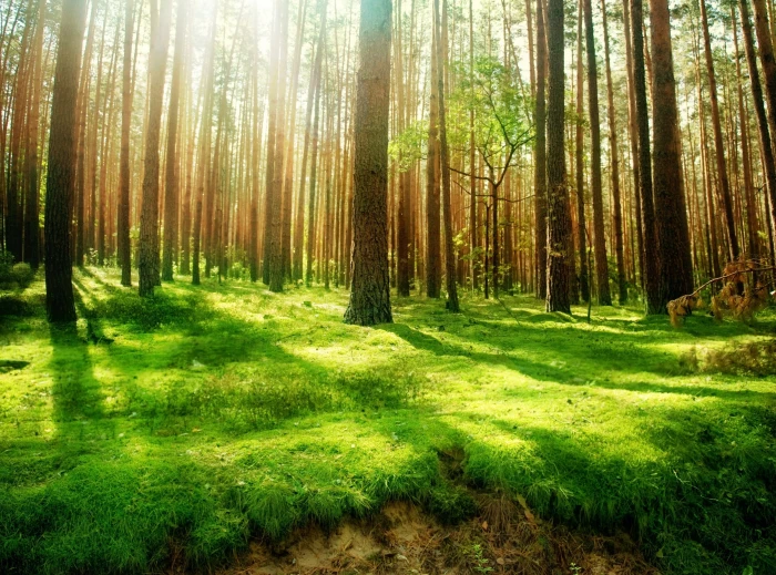 Beautiful Forest Scenery green trees Nature Forests grass 2k