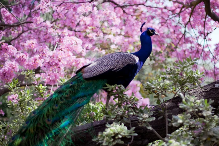 bird Colorful peacock HD 2k 4k