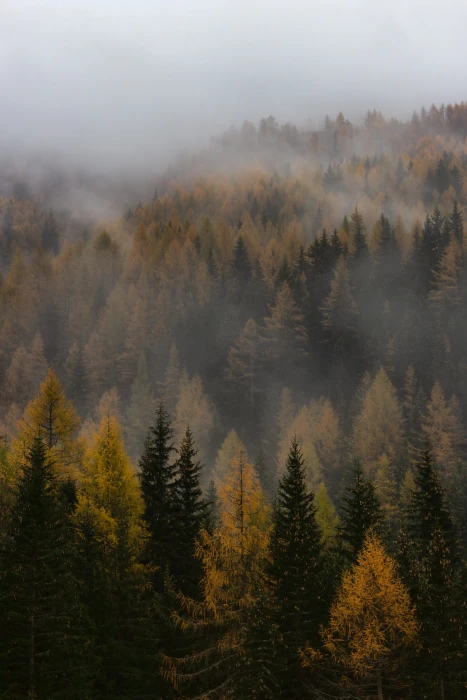 brown and green forest fog mist tree pine foggy misty autumn 2k 4k