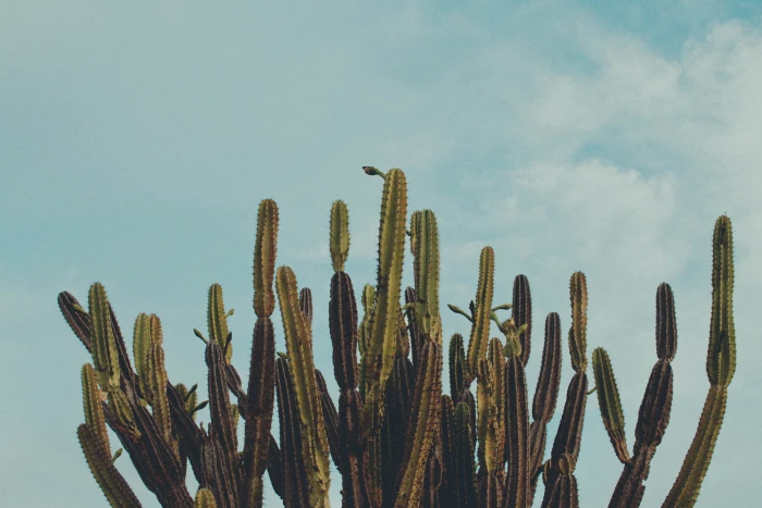 cactus cacto plants trees brazil nordeste nature growth 2k 4k 5k