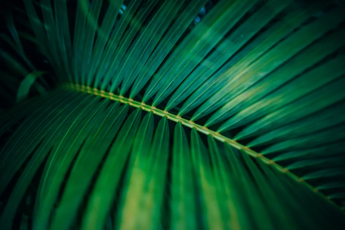 Close Up Photo of Green Leaves wallpaper blur depth field 2k 4k 5k