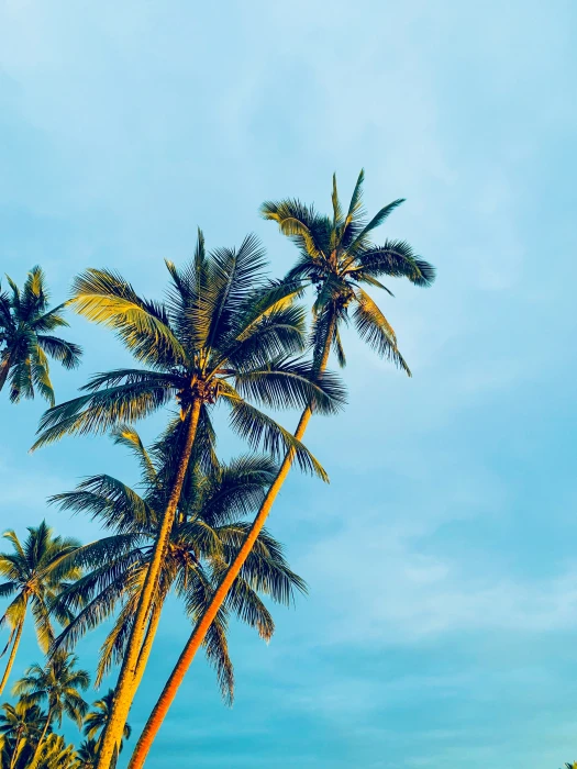 coconut trees under blue sky during daytime summer arecaceae 2k