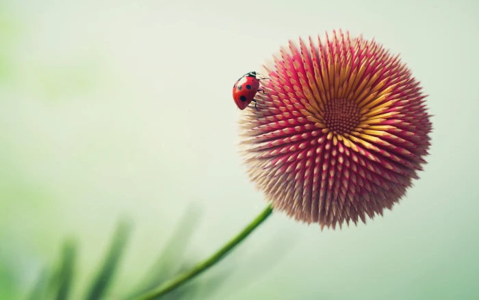flower HD Ladybug pencil 2k 4k