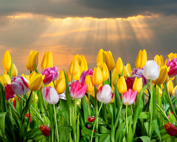 Flowers Tulips HD yello flower 2k 4k 5k