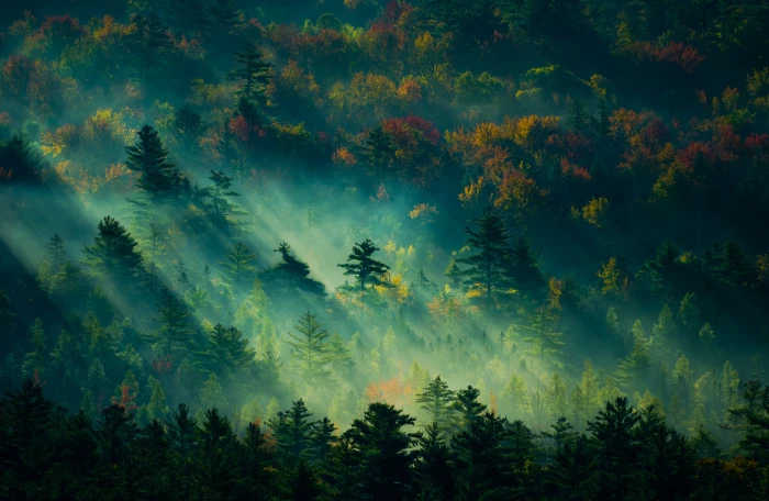green trees painting at daytime landscape mist 2k 4k