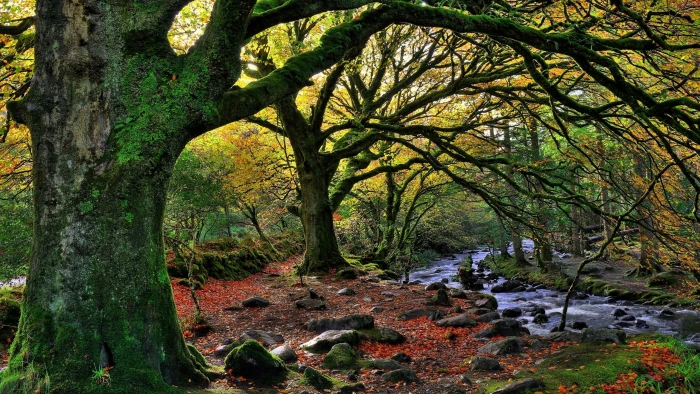 green trees nature forest water Ireland national park stream 2k