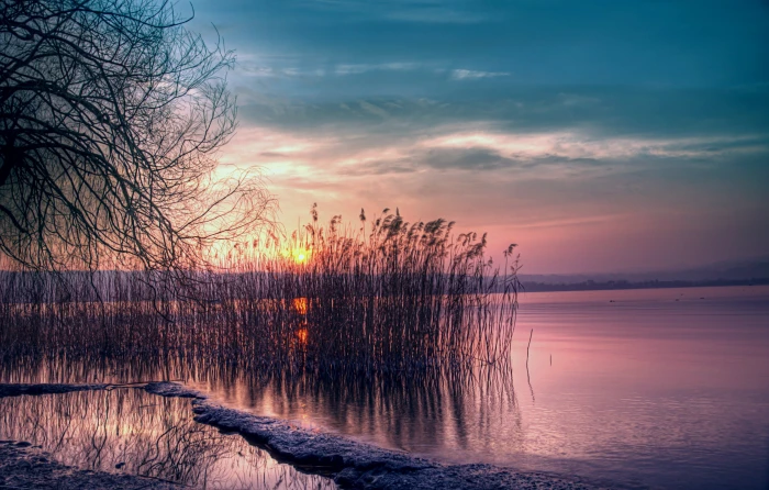 lakes HD Water tree 2k 4k
