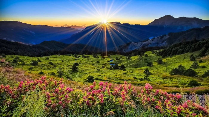 Landscape Nature Pink Flowers Green Grass Meadow With Sun Rays Sunrise Desktop Wallpaper Full Screen 2k 4k
