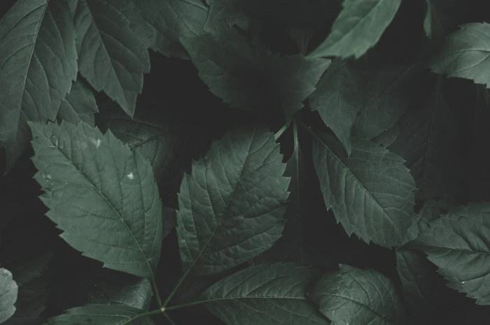 Layout of Green Leaves background close up color colour dark green plants 2k 4k 5k