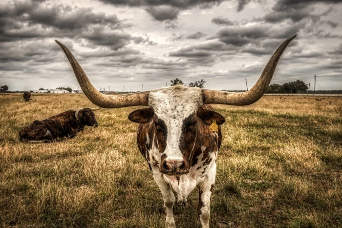 longhorn steer cattle animals sunset dusk closeup meadow 2k 4k