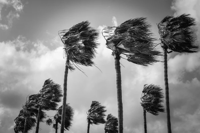 palm trees wind windy weather nature hurricane storm 2k 4k 5k