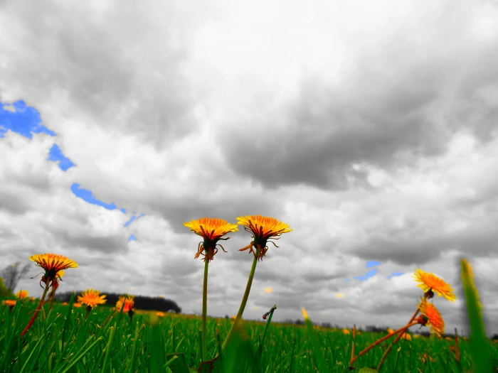 yellow flowers under cloudy sky at daytime dandelion 2k 4k