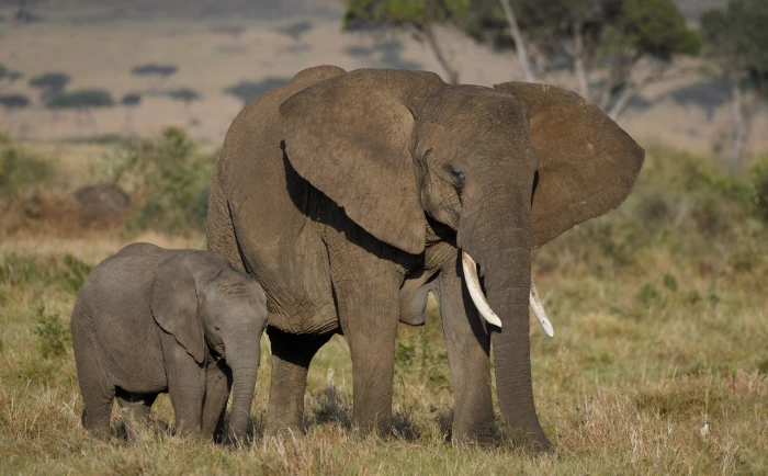 African Elephants Mother and Cute Baby Animals Wild View Travel 2k 4k 5k