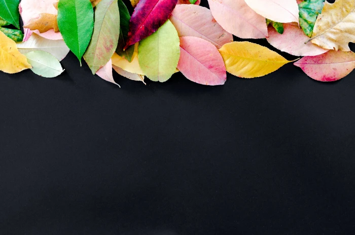 assorted color leaf illustration autumn orange nature red 2k 4k 5k