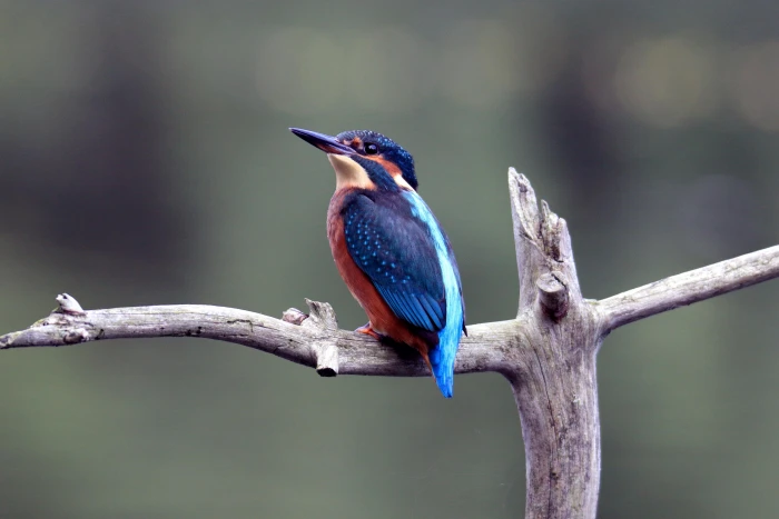 blue and red bird on gray branch selective photo european kingfisher 2k 4k 5k