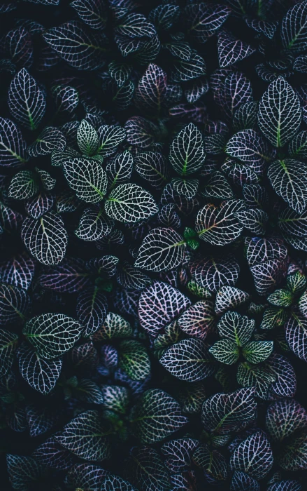 close up photo of purple and green leafed plants nature pattern 2k