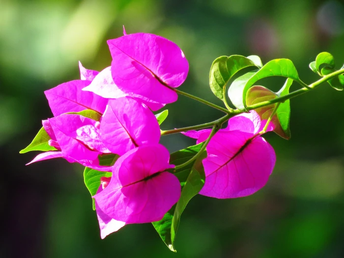 close up photo of pink Bougainvillea flower at daytimer 2k 4k 5k
