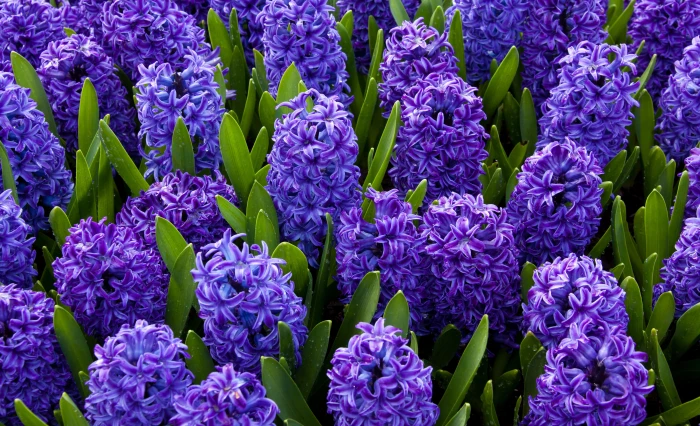 close up photo of purple hyacinth flowers at daytime Background 2k 4k 5k