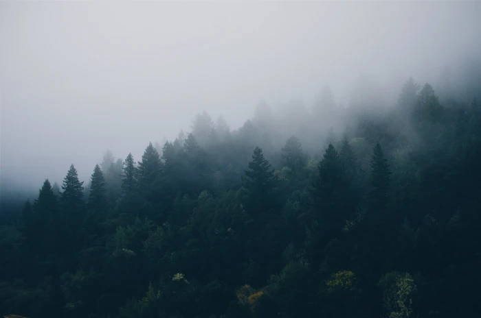conifers fir trees fog foggy forest hazy misty murky 2k 4k 5k