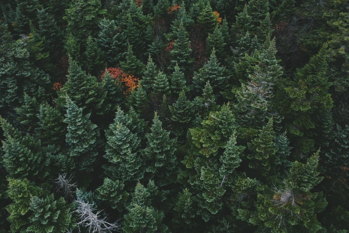 forest nature green background 2k 4k