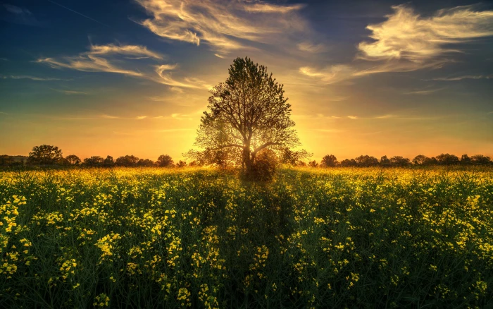 Gold Sunset Sun Rays Light Tree Field With Yellow Flowers Wallpapers Hd Images For Desktop And Mobile 2k 4k
