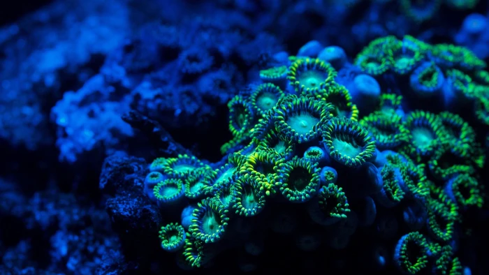 green and white sea coral wallpaper zoanthids underwater 2k 4k 5k