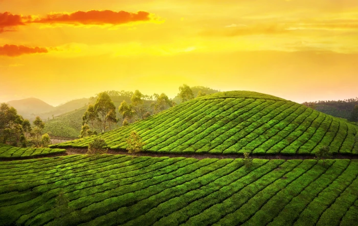 green field the sky sun clouds trees landscape nature 2k 4k