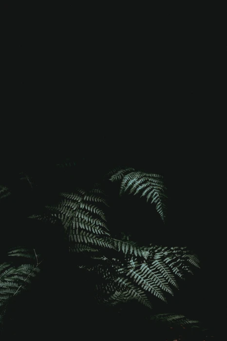 green tree backgrounds black Color nature dark pattern abstract 2k