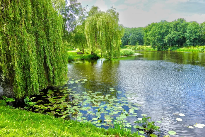 green trees near the lake pond willow weeping water lily 2k