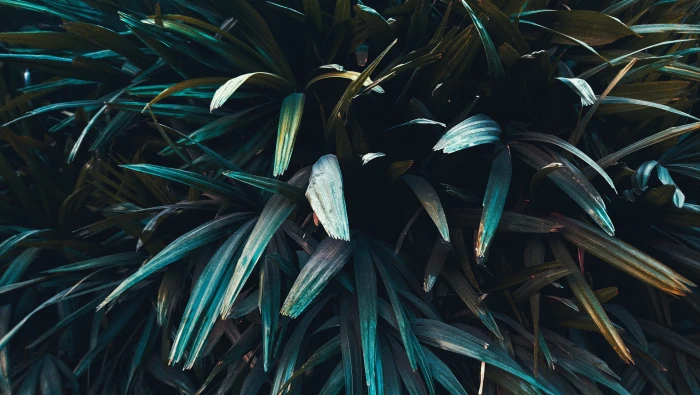 green leafy nature wildlife sharp vibrant aesthetic chill 2k 4k 5k