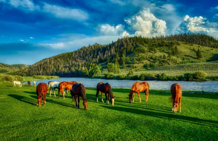 horses grazing wyoming farm ranch hdr america river 2k 4k