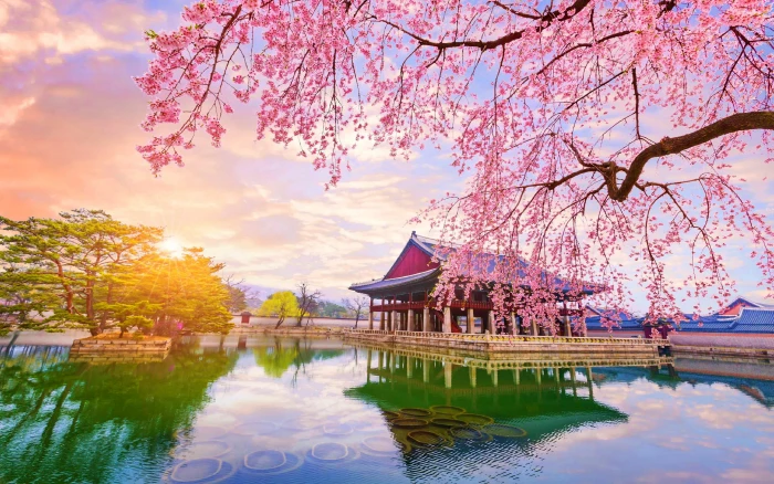 nature trees South Korea cherry blossom reflection 2k 4k