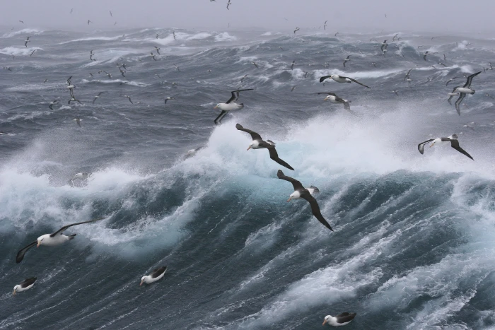 ocean waves bird water sea windy storm bad weather temporal 2k 4k