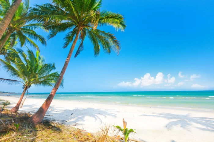 palm tree sand sea beach the sun trees shore summer 2k 4k 5k