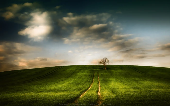 photo of green grass field and one tree Spring clouds crop 2k 4k 5k