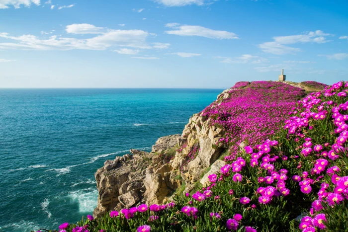 pink ice plant flowers the ocean rocks coast Bay Spain The of Biscay 2k 4k