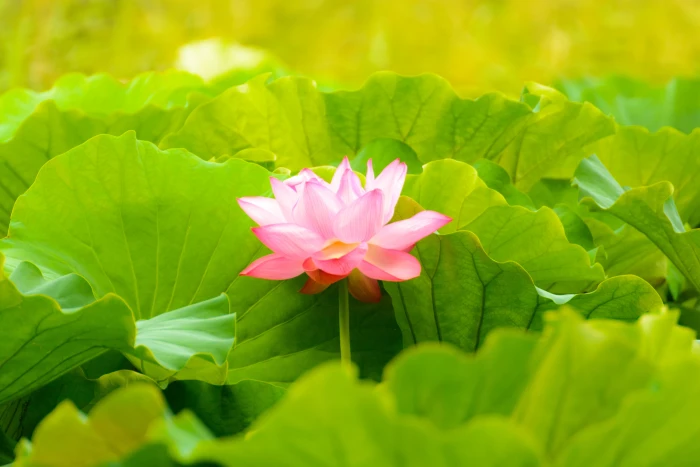 pink petal flower with green leaves Lotus Flower Shinobazu Pond 2k 4k 5k
