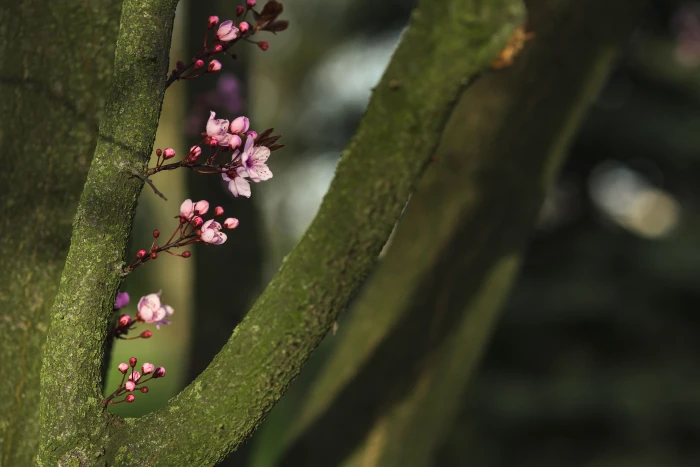 Pink spring flowers flora blue sky blooming blossom twig 2k 4k 5k
