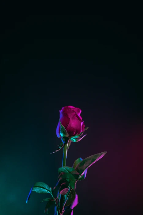 red rose flower photo in dark surface closeup photography of 2k 4k