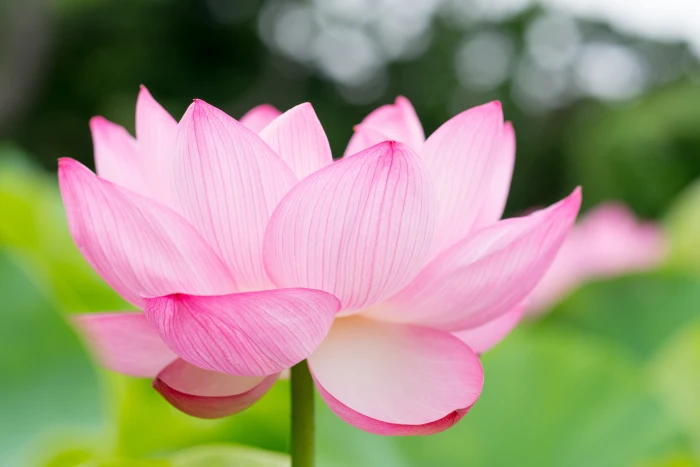 selective focus photography of pink petaled flower lotus 2k 4k 5k